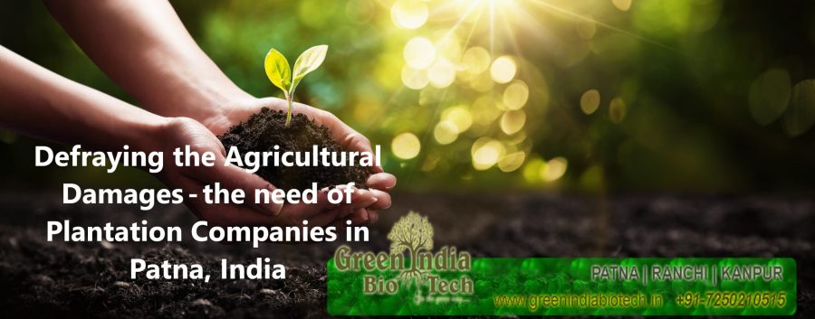 Defraying The Agricultural Damages — The Need Of Plantation Company In Patna, India